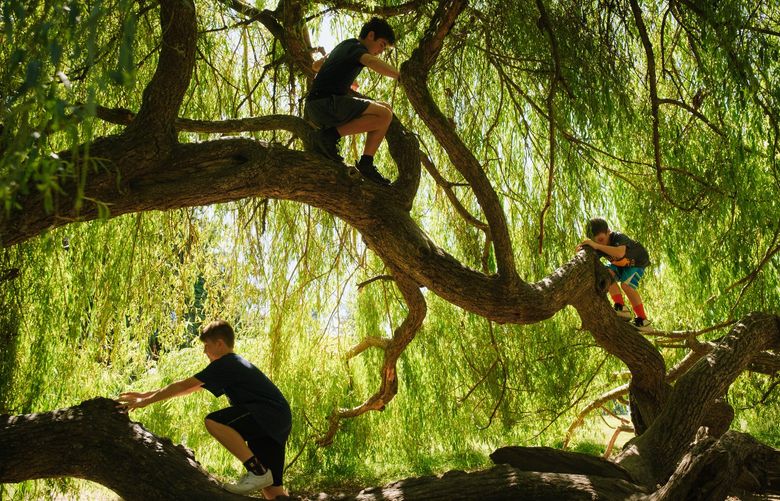 From left, Manny, 12, Hawk, 14, and Ben Sack, 10, clamber along the branches of a willow tree at Saint Edwards State Park in Kenmore, WA on July 19, 2022. Their mother, Heather Sack, said it was the last day of their visit to Washington and they would be flying home to Indiana tomorrow. 221022
