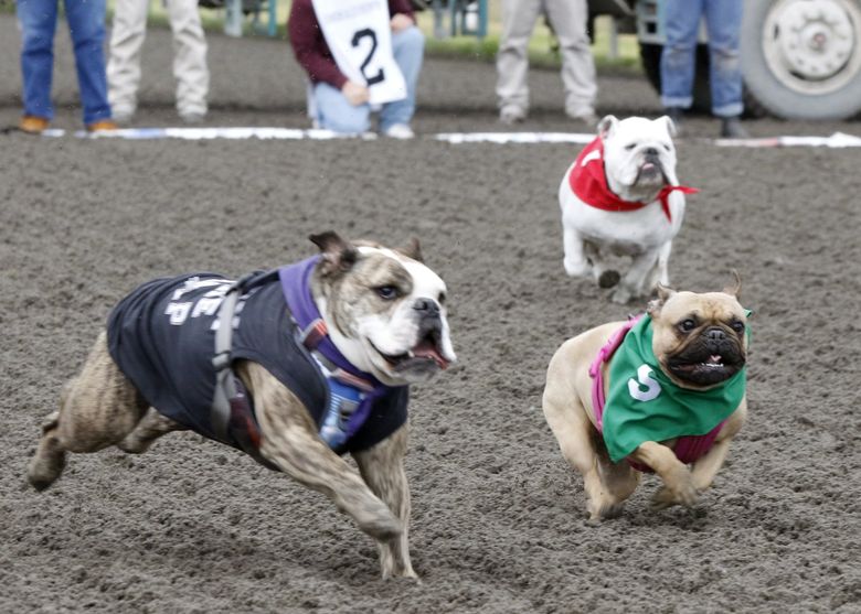 Washington runners take to the race track for a hilarious dinosaur race