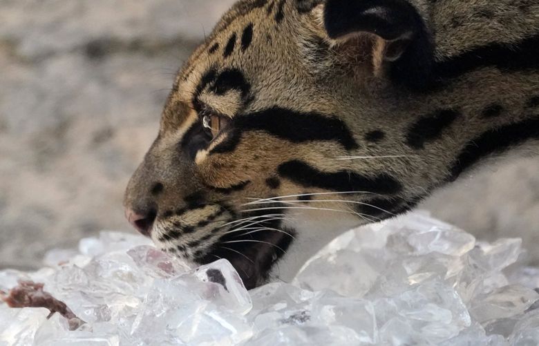 In an effort to help beat the heat, a clouded leopard eats from a mound of ice at the San Antonio Zoo, Friday, July 8, 2022, in San Antonio. (AP Photo/Eric Gay) TXEG104 TXEG104