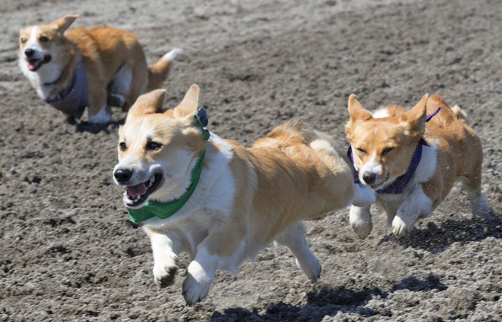 Washington runners take to the race track for a hilarious dinosaur race