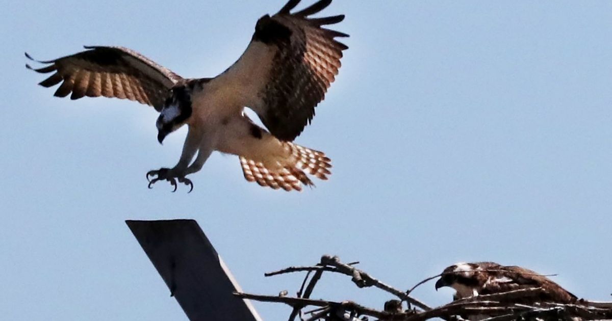 osprey lifespan