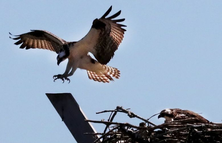 An osprey brakes for landing as it returns to its nest high above the Duwamish River People’s Park and Shoreline Habitat In South Park.  There is one chick occasionally visible.  Osprey eat mainly live fish available from the river though they may hunt up to 12-miles from their nests according to the Cornell Lab or Ornithology.
The elevated platform protects them from predators like raccoons.  The Port of Seattle built the platform and installed it last October.  Osprey began using it in April.  The port has five at other marine cargo locations.

Ref to more photos online.

Wed, July 20, 2022 221030