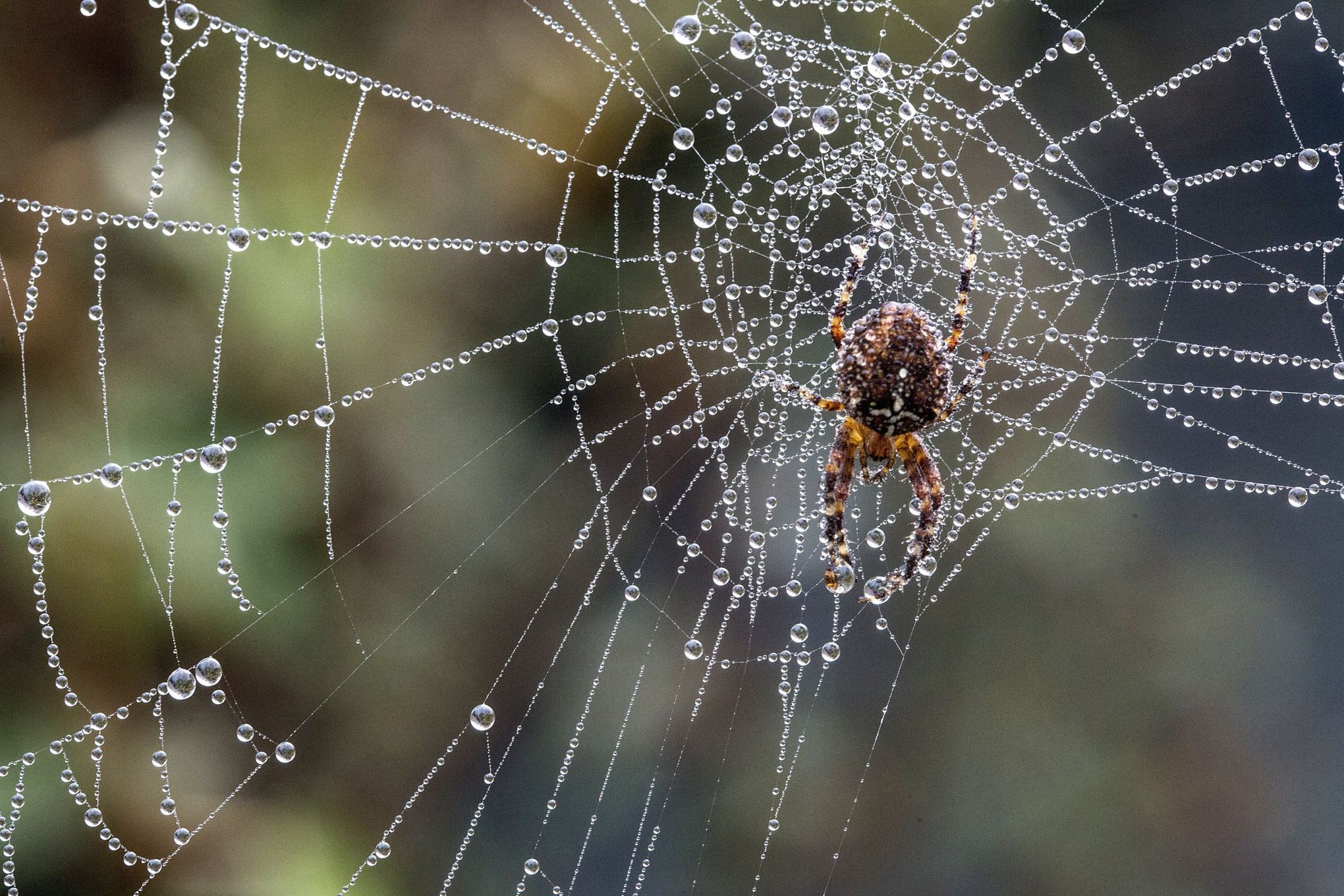 There are spiders everywhere. There is probably a spider within