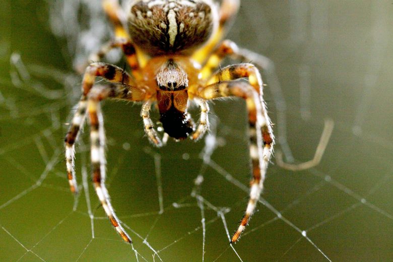 You're not dreaming. Huge spider webs really are popping up all over the  place - The San Diego Union-Tribune