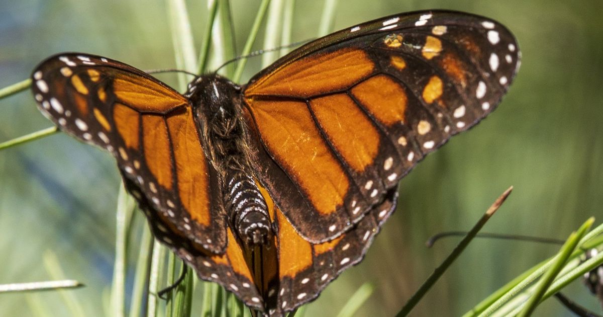 September At-Risk Species - Monarch Butterflies • Nebraskaland Magazine