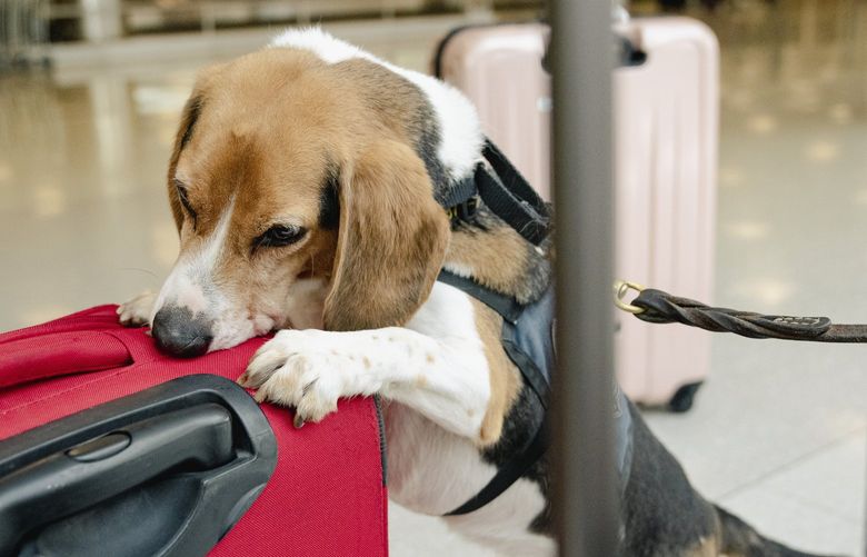 Hair-E, a member of the government’s Beagle Brigade at Dulles International Airport, in Dulles, Va. on July 15, 2022. Hair-E is the fastest and one of the most industrious dogs at Dulles International Airport, intercepts 12 to 18 prohibited items a day. (Shuran Huang/The New York Times)