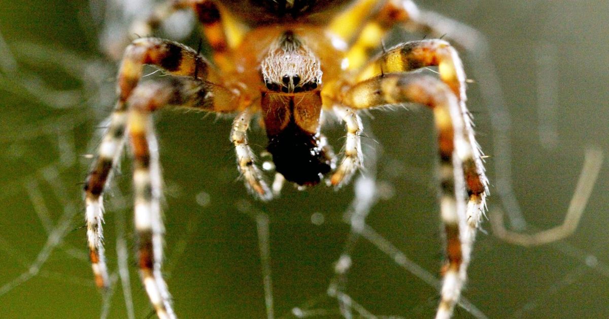 Mating season means giant spiders are on the move in Seattle - Axios Seattle