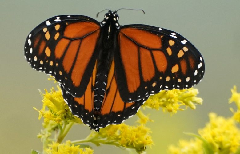 FILE – A Monarch butterfly pauses in a field of Goldenrod on Sept. 11, 2020, at the Flight 93 National Memorial in Shanksville, Pa. The International Union of Conservation of Nature officially categorized the monarch as “endangered” and added it to its Red List of Threatened Species on July 21. (AP Photo/Gene J. Puskar) CAPM401 CAPM401