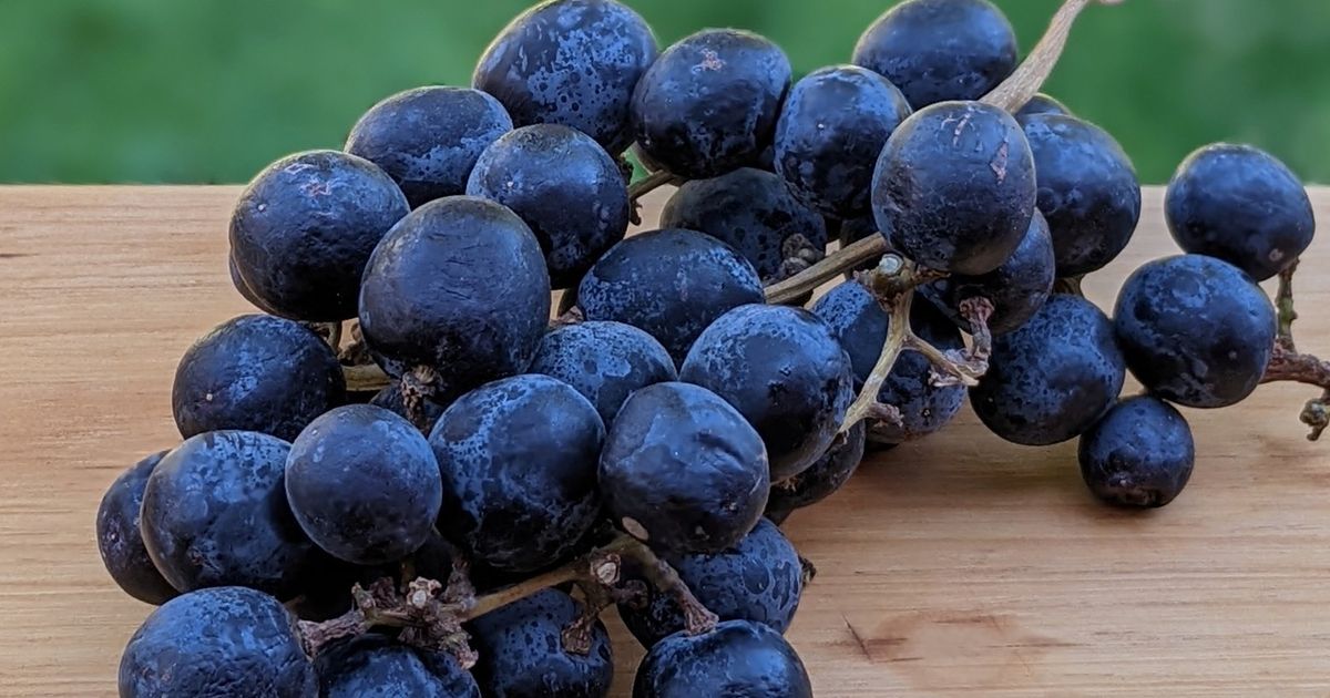 Juicy WA table grapes aren’t that popular, but they’re perfect The
