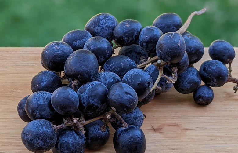 Concord grapes appear late in the season. While they make for wonderful eating, they are the very best for making jellies and jams. Credit: Jill Lightner