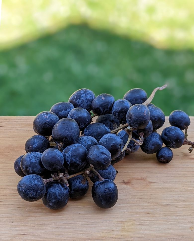 Juicy WA table grapes aren't that popular, but they're perfect | The Seattle Times