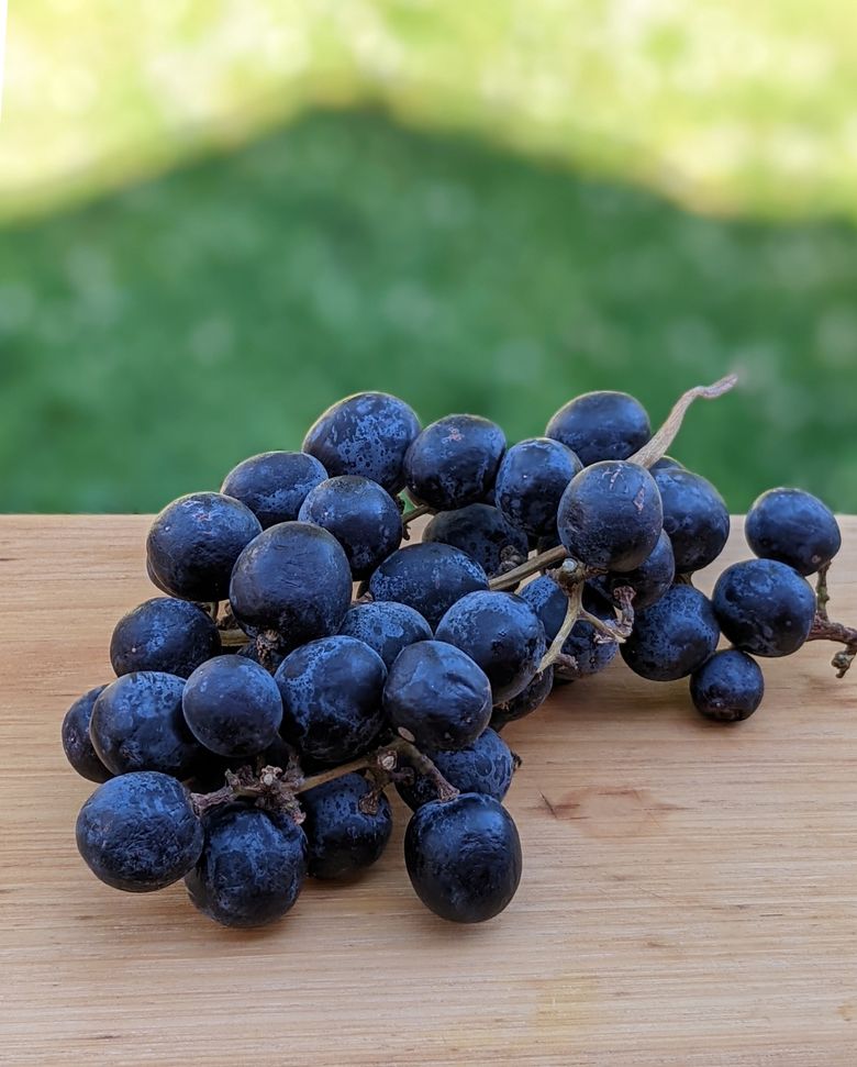 Juicy Wa Table Grapes Aren'T That Popular, But They'Re Perfect | The Seattle Times