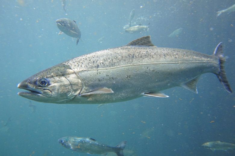 Pacific salmon find safety in numbers, UW researchers show