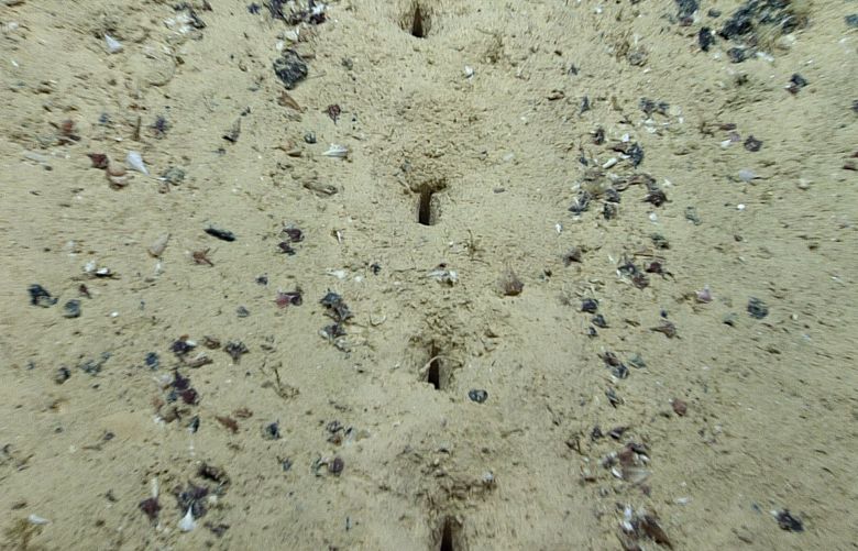 On Saturday’s Okeanos dive, the NOAA observed several sublinear sets of holes in the seafloor. The origin of the holes has scientists stumped. The holes look human made, but the little piles of sediment around them suggest they were excavated by…something. (NOAA Ocean Exploration / )
