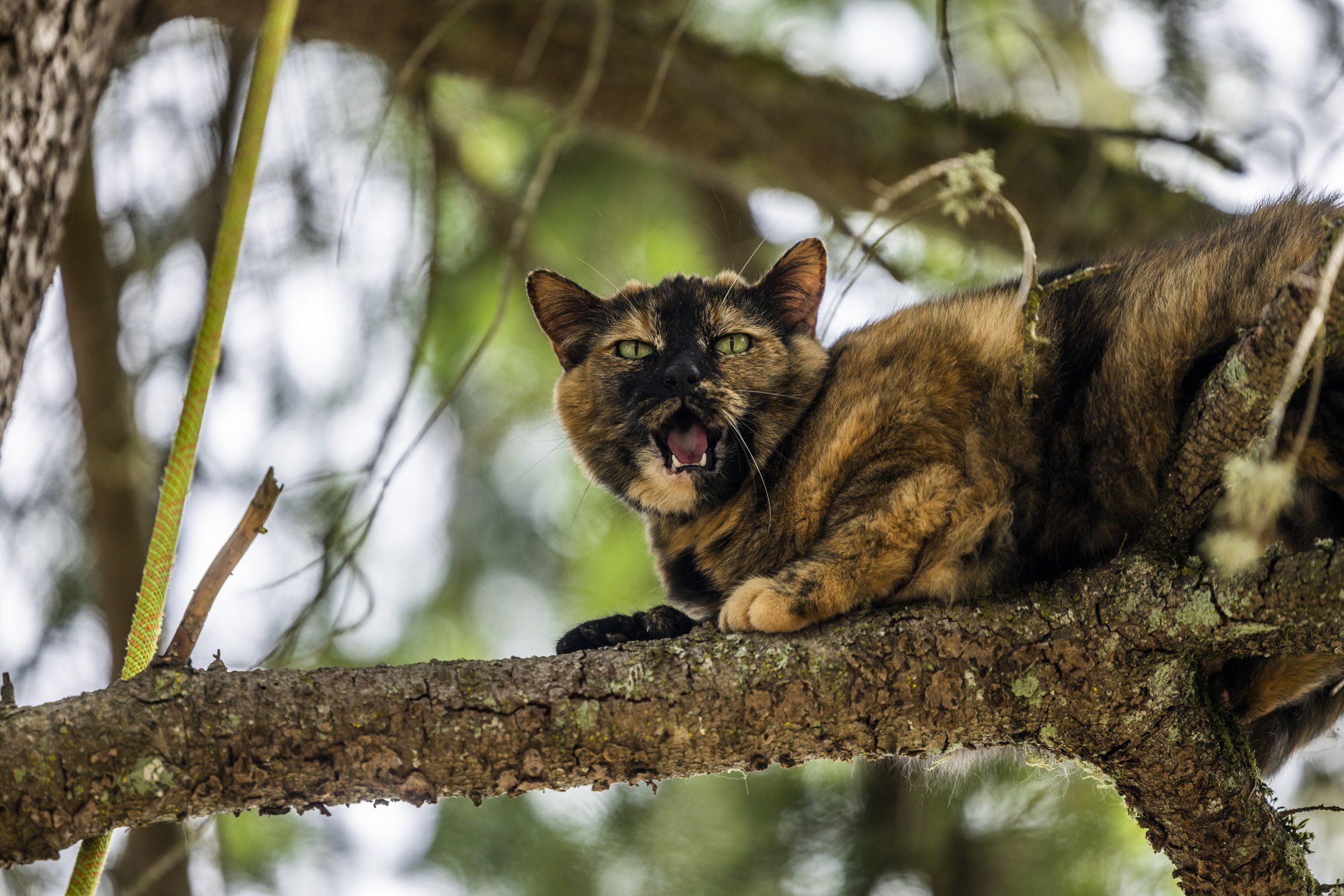 Cat stuck in a tree outlet rescue