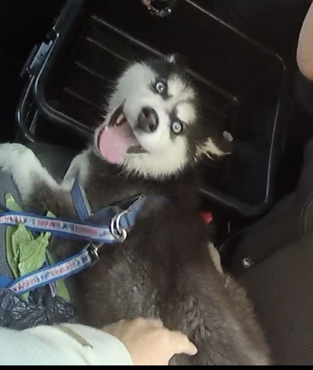 Can You Go To Jail For Leaving A Dog In The Car