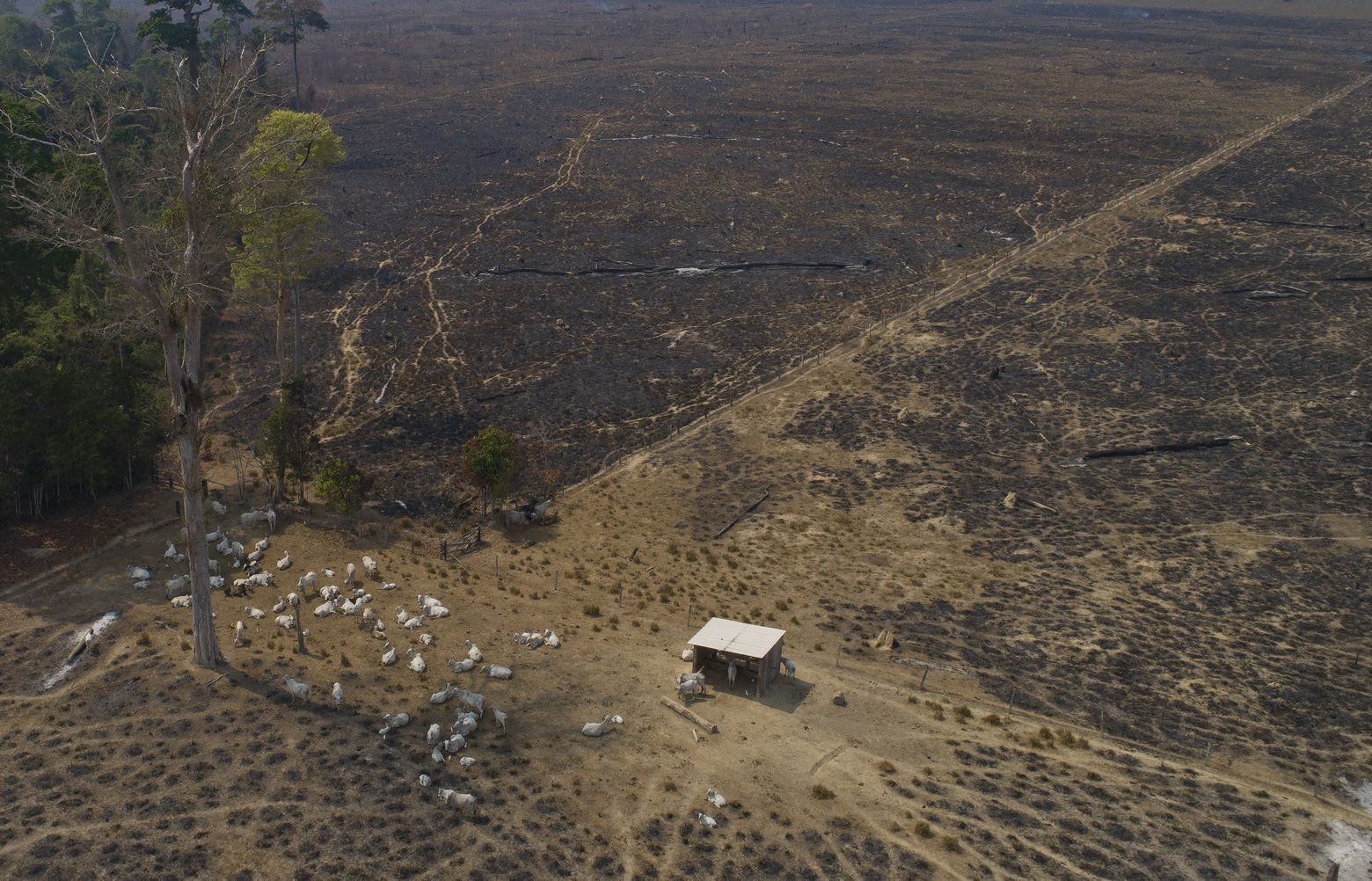 Deforestation In Brazilian Amazon Hits Tragic Record In 2022 | The ...