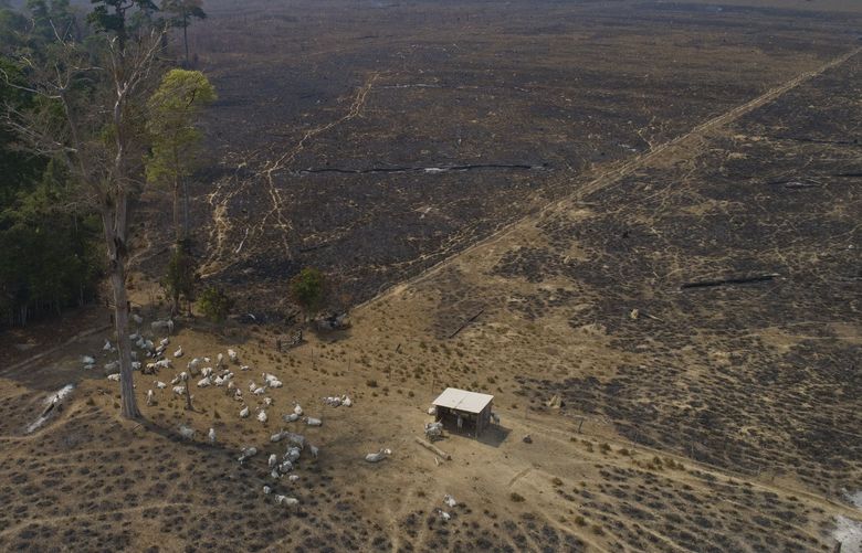FILE – Cattle graze on land recently burned and deforested by cattle farmers near Novo Progresso, Para state, Brazil, on Aug. 23, 2020. Deforestation in the Brazilian Amazon broke all records for a six month period during the first half of 2022. The pattern in Brazil is that criminals seize public land with the expectation that the areas will be legalized for agriculture or cattle-raising in the future. (AP Photo/Andre Penner, File) CLI101 CLI101