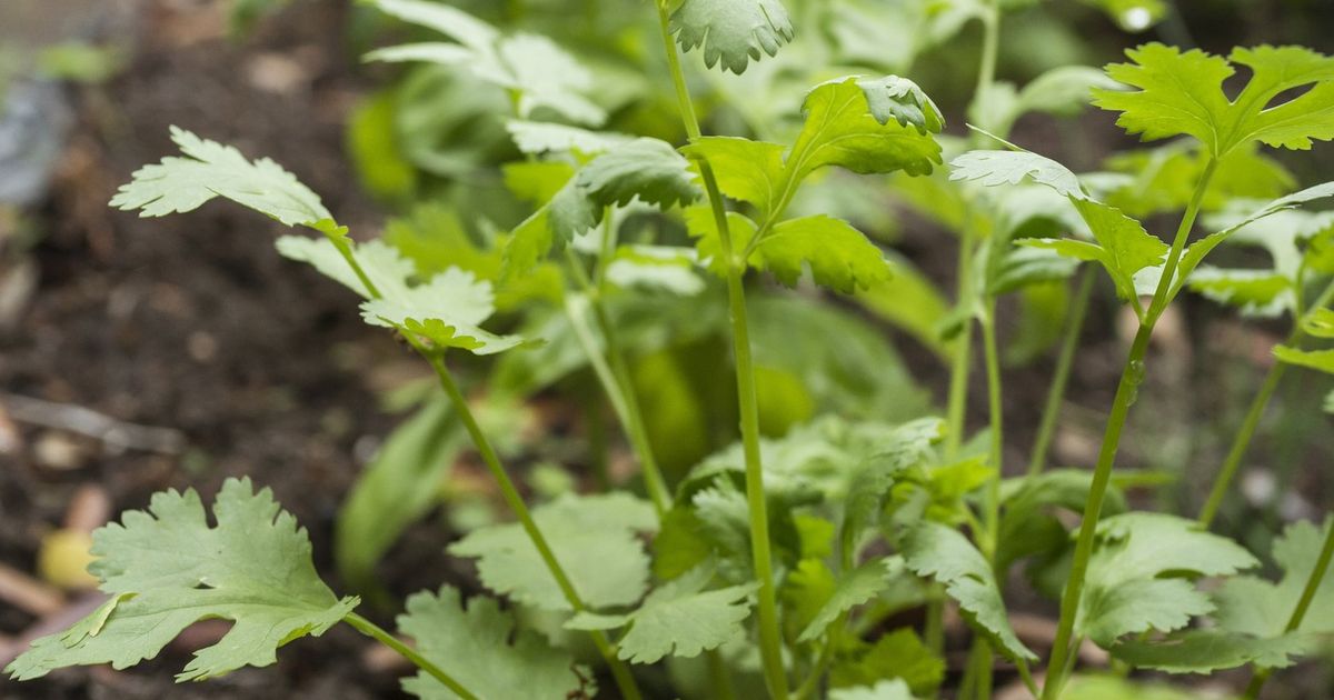 How to a pro at growing cilantro The Seattle Times