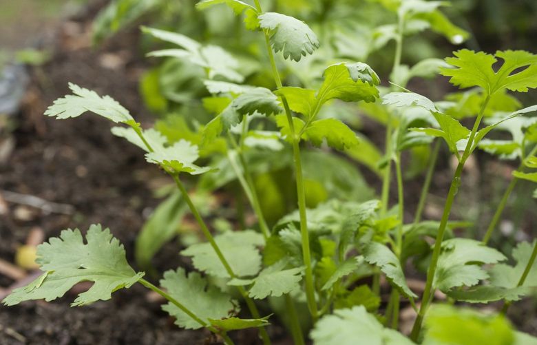 It’s best to plant cilantro from seed. When the plants reach 5-8â€ tall, cut off the leaves, leaving behind 1″ stems. The stems will send up new leaves. A cilantro plant should yield 2 or 3 cuttings in a season. Credit: Dreamstime.com