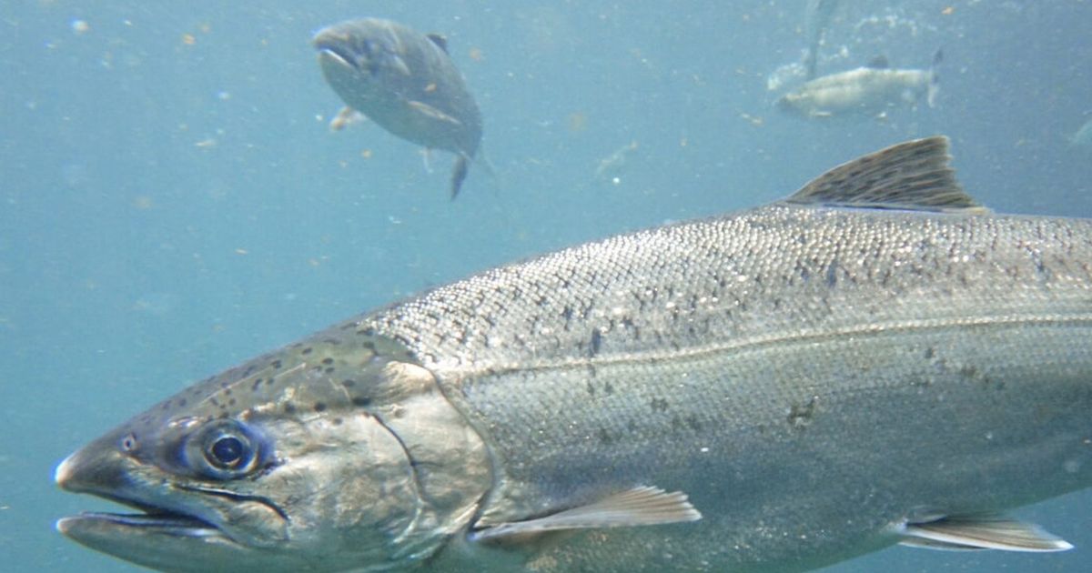 Scientists sound the alarm after salmon species finds new spawning