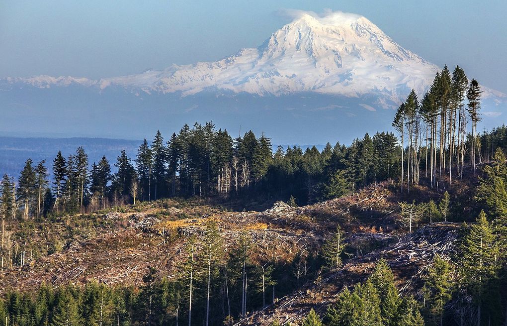 Winter Tree ID Part 1 – No Leaves, No Problem – Urban and community  Forestry in Washington State