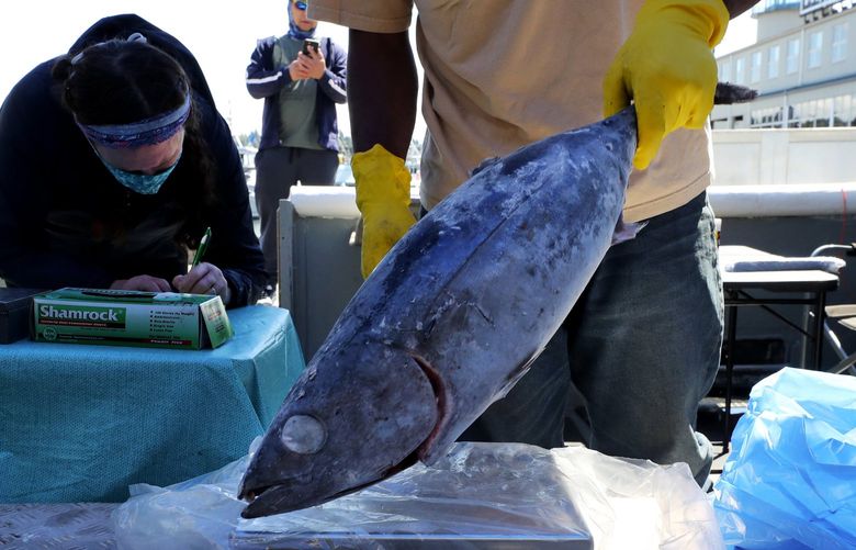 Joyce Malley fills out a receipt after a frozen whole albacore troll-line caught tuna is weighted. They are selling off the boat at Fishermen’s Terminal, dock 9. See more photos online. Most of the whole fish are between 10 and 15 pounds.
After a great season fishing in the South Pacific, the Malley’s are having a hard time selling their top-shelf tuna, due to coronavirus closures of restaurants. So they’re selling some of it off their boat at fishermen’s terminal over the next two weekends. Fujian crew of three.
Joe & Joyce Malley.
Friday May 15, 2020
213987