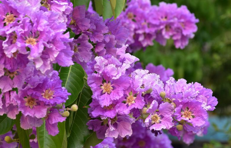 Purple crape myrtle blooms add tropical flair to the garden. Credit: Dreamstime,com