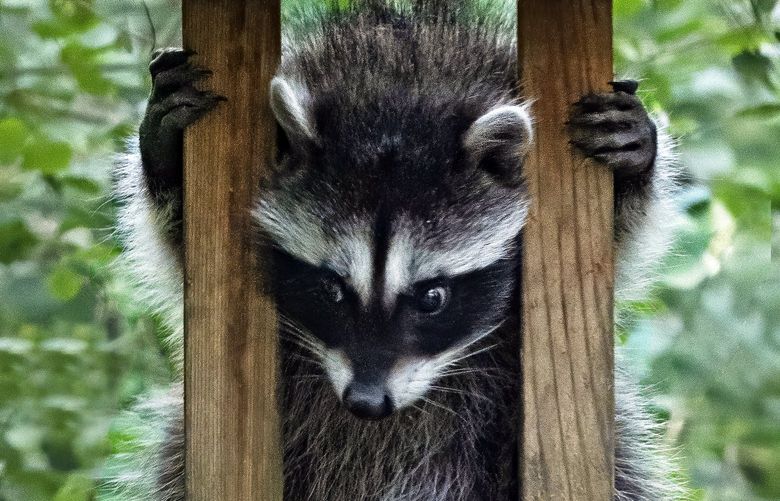 *** READER’S LENS – ONE TIME USE ONLY ***

Gloria Z. Nagler
gloria@naglerlaw.com
Lake Forest Park, WA
206 954 4112

On our front deck.
2022/07/08

“Baby raccoon gets hung up! 

Our resident raccoon brought along her baby the other day. Right after I made the shot, the baby clambered down to the floor of the deck where mama was waiting:)

Used the nearest camera/lens I could lay hands on, Olympus M1X, 150mm, ISO 3200, f/4.5, 1/100.”	Hanging baby raccoon ST.jpg

I agree to the Readers Lens Terms and Conditions
14:26:57 11 Jul, 2022