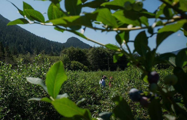 People crouch to pick blueberries from the bushes at Bybee Farms in North Bend, WA on August 2, 2022. The farm sits in the shadow of Mount Si, which towers over the town of North Bend.