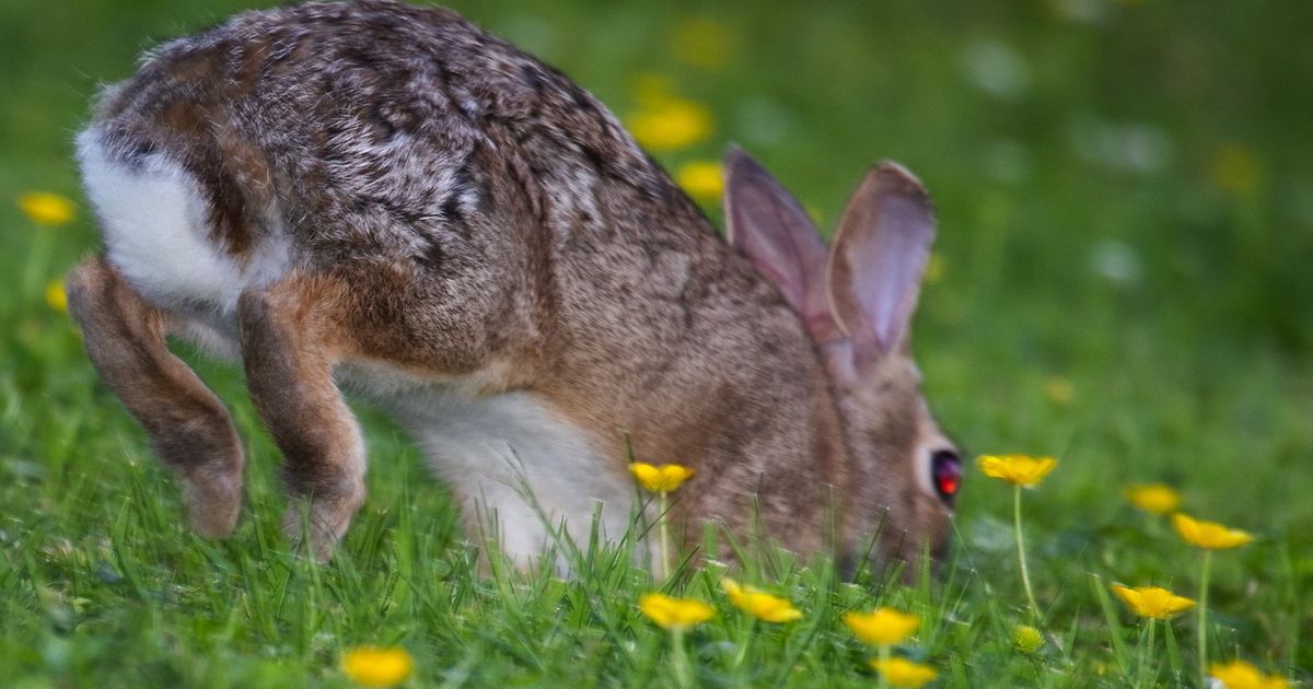How to keep bunnies out of your veggie garden The Seattle Times