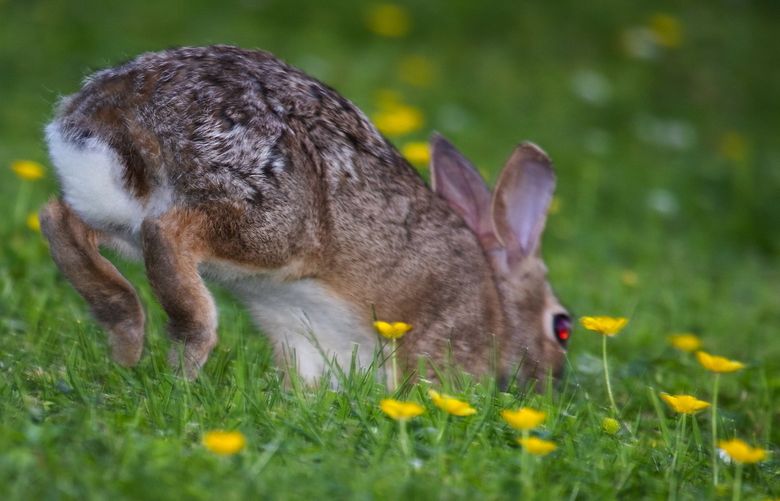 An Eastern cottontail shows off its namesake at the University of Washington’s Center for Urban Horticulture after a heat wave hit the region, Monday, June 27, 2022 in Seattle.