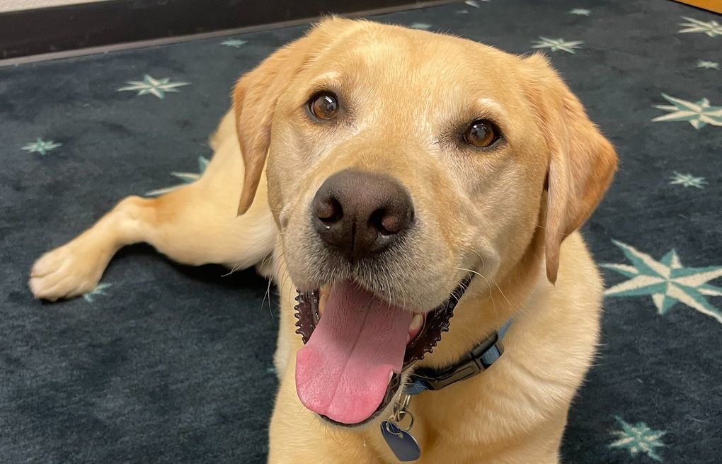 Mariners 'hit a home run' with addition of Tucker, their new clubhouse dog