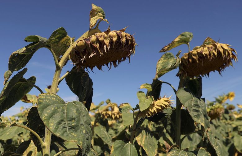 Sunflowers suffer from lack of water, as Europe is under an unusually extreme heat wave, in Ury, 112 miles south of Paris, France, Monday, Aug. 8, 2022. France is this week going through its fourth heatwave of the year as the government warned last week that the country is faced with the most severe drought ever recorded. Some farmers have started to see a decrease in production especially in fields of soy, sunflowers and corn. (AP Photo/Aurelien Morissard) XFM102 XFM102