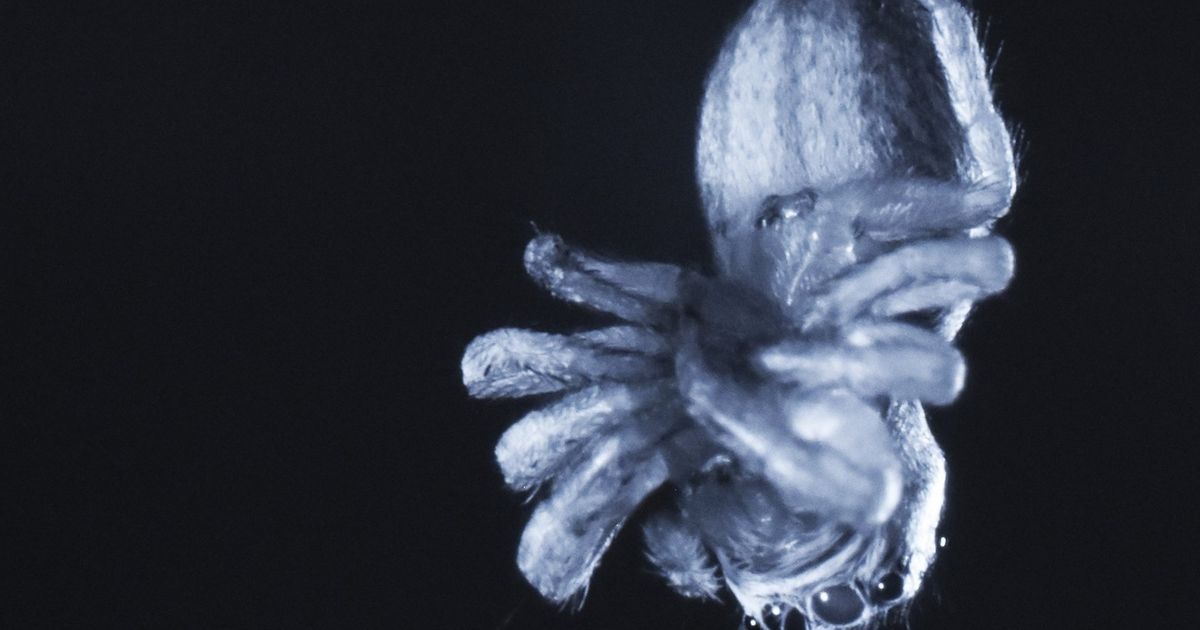 Do spiders sleep? Study suggests they may snooze like humans The Seattle Times