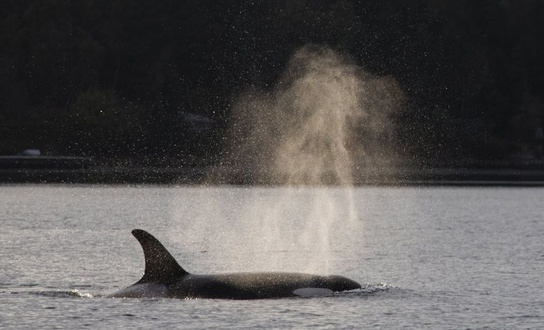 Report: Alaska harvests millions of salmon bound for B.C. and