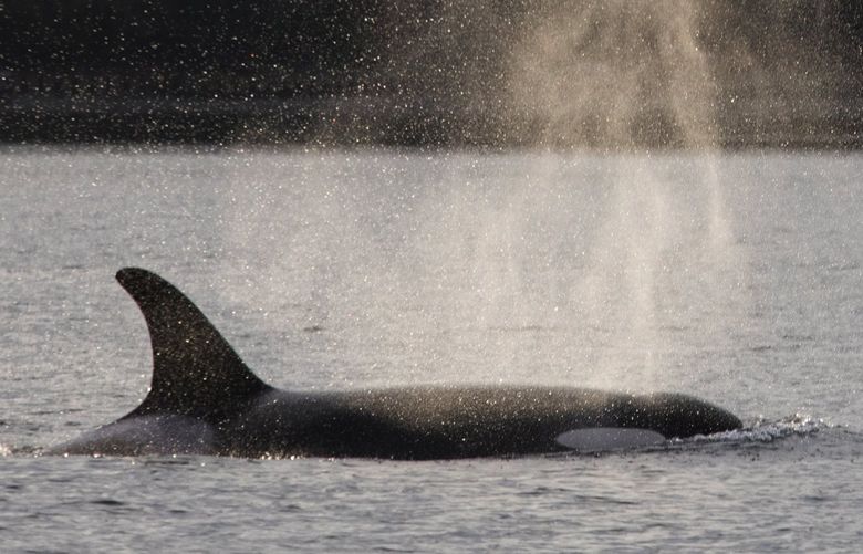 November 15, 2018.  Hostile Waters series on Orcas.    J pod Southern Resident orca’s visiting the south sound as observed by NOAA scientist Brad Hanson. 208505