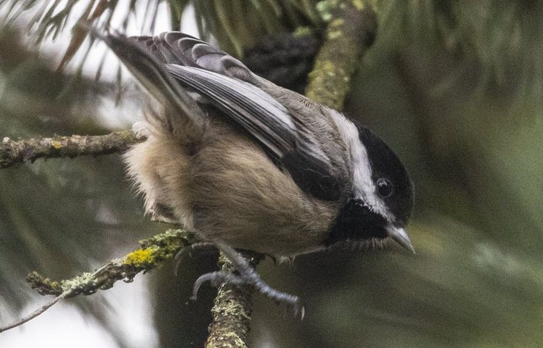 A black-capped chickadee is seen in North Seattle. (Steve Ringman / The Seattle Times, 2021)