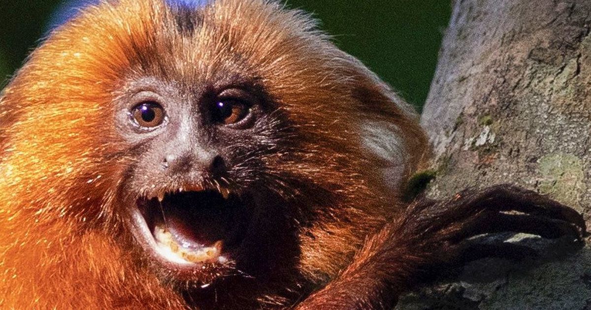 All hooting aside: Did a vocal evolution give rise to language? All hooting aside: Did a vocal evolution give rise to language?