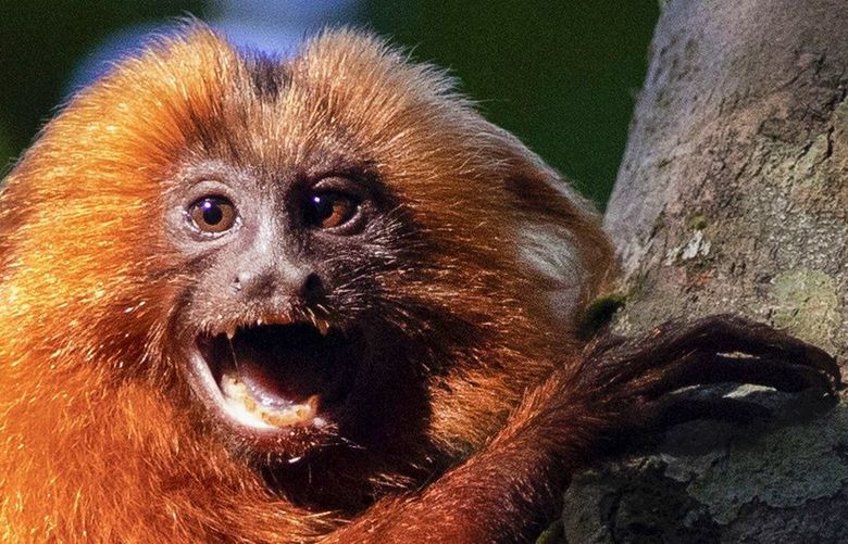 A Golden Lion Tamarin holds on to a tree in the Atlantic Forest region of Silva Jardim in Rio de Janeiro state, Brazil, Thursday, Aug. 6, 2020. A recently built eco-corridor will allow these primates to safely cross a nearby busy interstate highway bisecting one of the last Atlantic coast rainforest reserves. (AP Photo/Silvia Izquierdo) XSI302