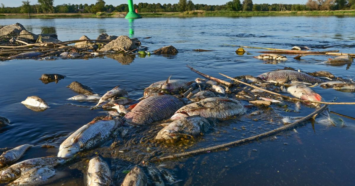 Poland: ‘Huge’ amounts of chemical waste dumped into river | The ...