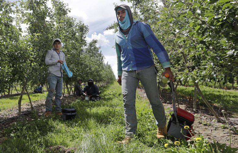Farm workers spread out during a lunch break at an orchard in Yakima, Wash., June 16, 2020,  The coronavirus pandemic is hitting Yakima County hard, with cases surging far faster in than in the rest of the state. The virus has caused turmoil in the farm and food processing industries, where some fearful workers staged wildcat strikes recently to demand that employers provide safer working conditions. (AP Photo/Elaine Thompson) WAET222