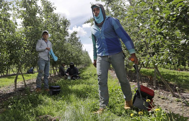 Farm workers spread out during a lunch break at an orchard in Yakima, Wash., June 16, 2020, The coronavirus pandemic is hitting Yakima County hard, with cases surging far faster in than in the rest of the state. The virus has caused turmoil in the farm and food processing industries, where some fearful workers staged wildcat strikes recently to demand that employers provide safer working conditions. (AP Photo/Elaine Thompson) WAET222