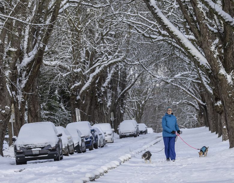A blanket of overnight snow creates a fresh winter wonderland in Seattle’s University District on Dec. 30, 2021. (Steve Ringman / The Seattle Times)