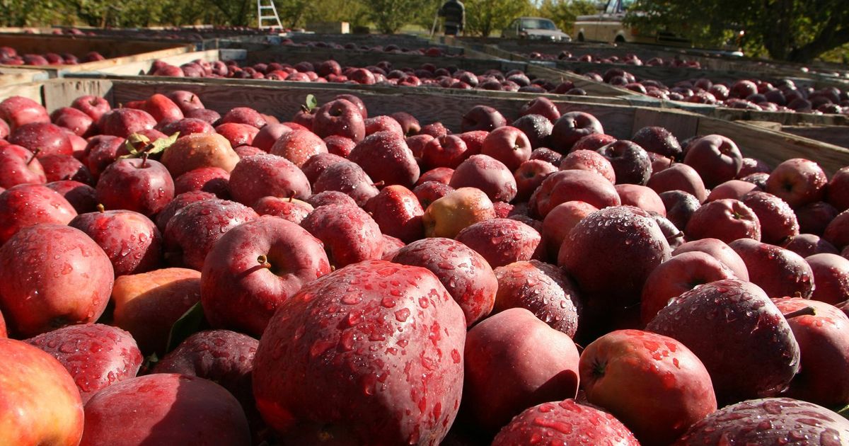 Washington organic apples show steady growth