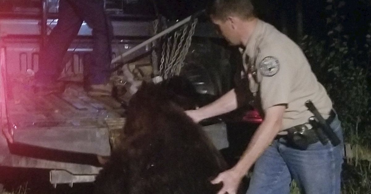 Colorado homeowner emptied pistol to kill bear that broke in The