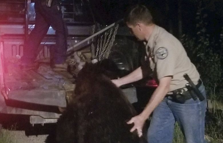 In this photo provided by Ken Mauldin, Colorado Parks and Wildlife officers load a roughly 400-pound bear into a truck bed after the animal broke into a home and was shot and killed by the homeowner in Steamboat Springs, Colo., Saturday, Aug. 13, 2022. Colorado Parks and Wildlife spokesperson Rachael Gonzalez said the bear flipped a lever handle door and found dog-food inside the home in the ski-resort town. (Ken Mauldin via AP) FX401 FX401