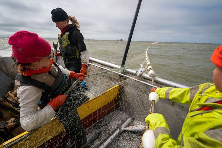 Bristol Bay fishermen fume over low prices, but processors say they're  hurting too - Petersburg Pilot