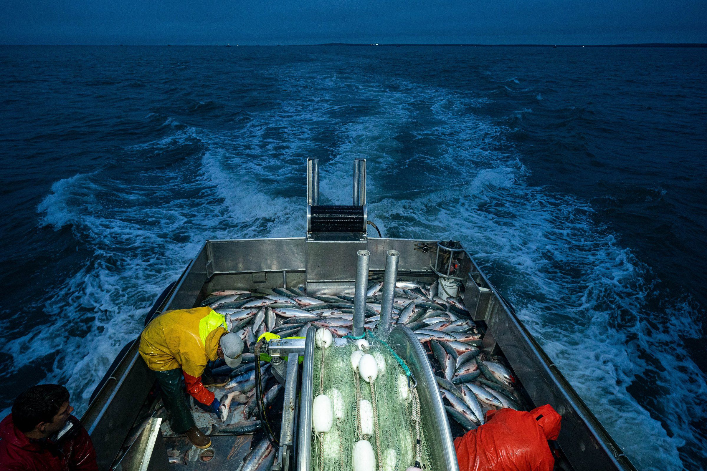 In a warming sea, why does the world's biggest sockeye run keep