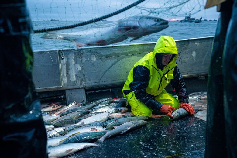 In a warming sea, why does the world's biggest sockeye run keep breaking  records?
